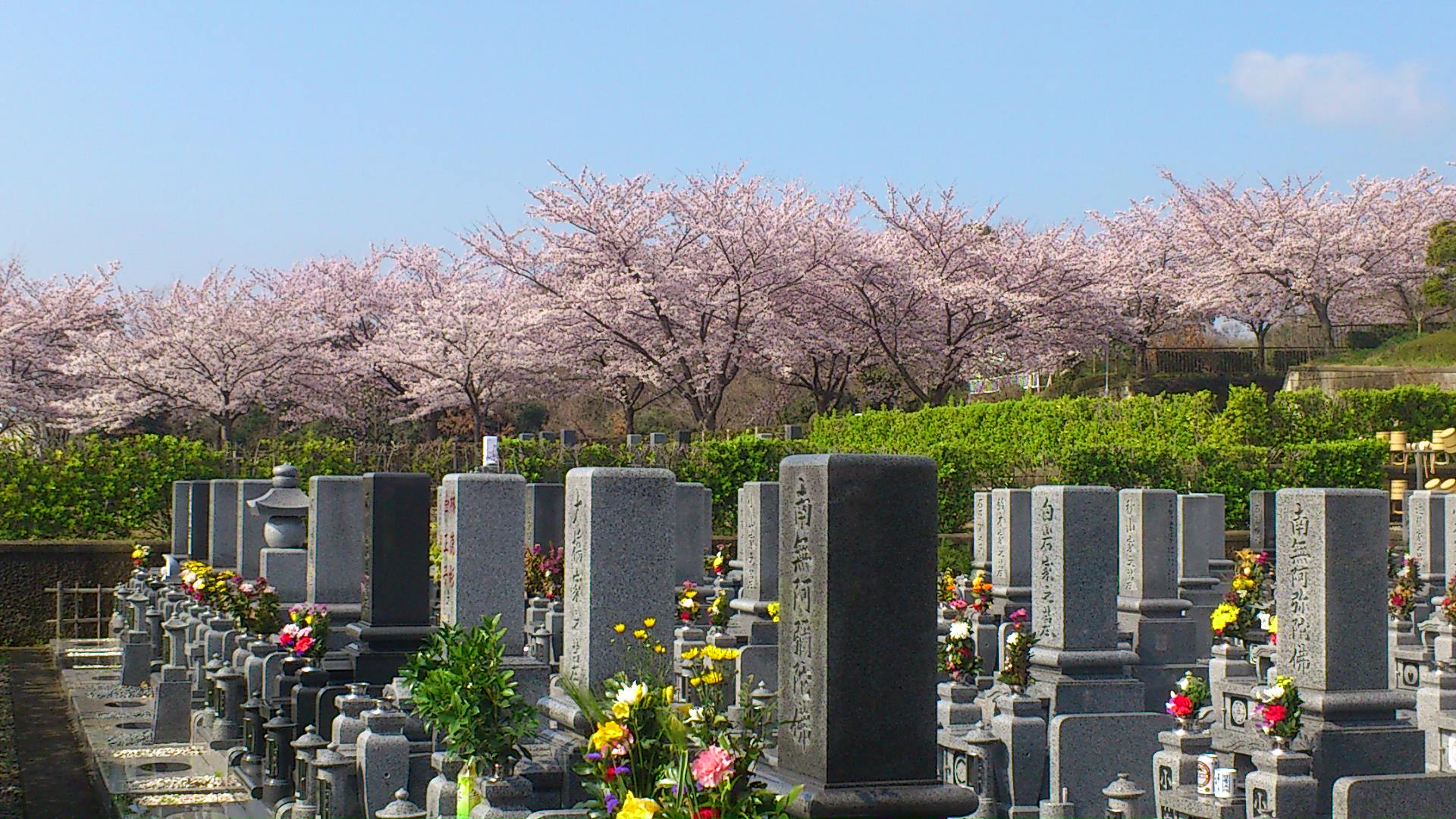 満開の桜の下、お花見しながらお墓参り