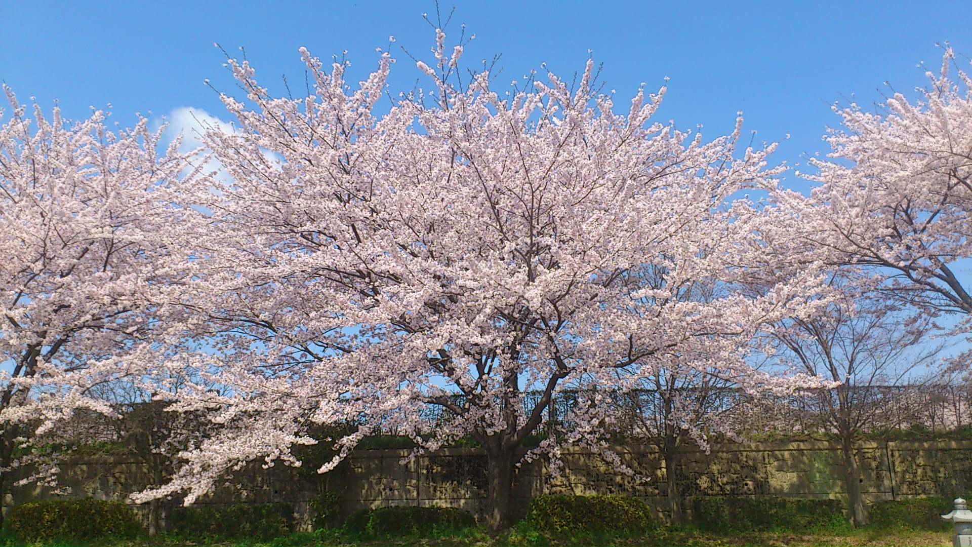 満開の桜の下、お花見しながらお墓参り