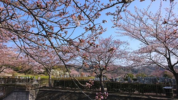 桜情報　3月28日　開花しました