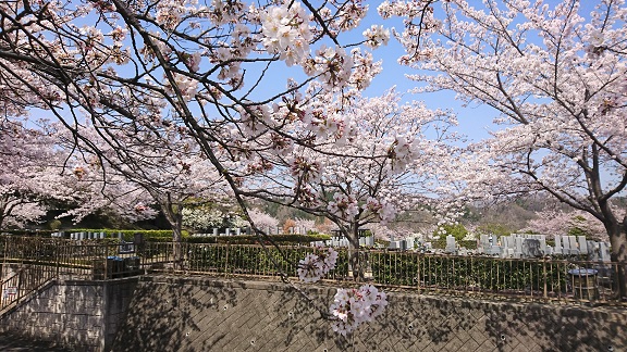 桜情報　3月29日 ほぼ満開です