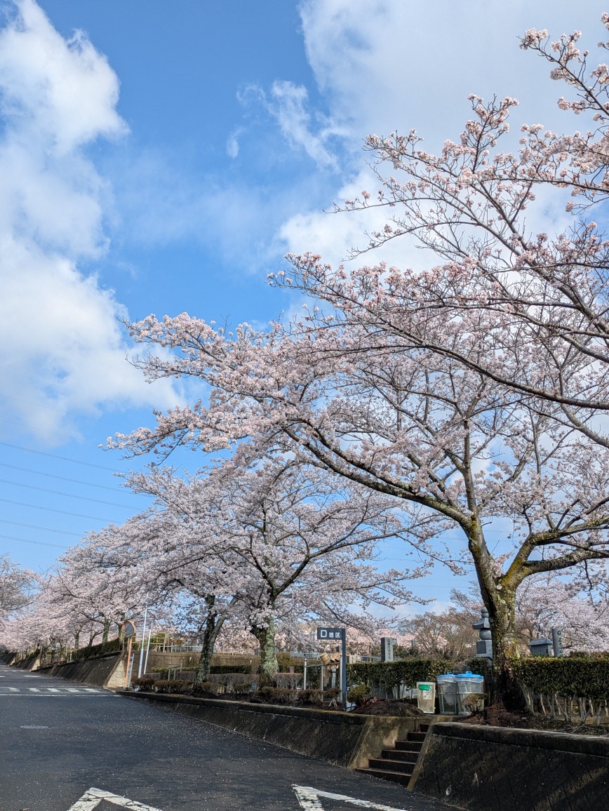 2026/ 4/ 2 桜開花情報　※電話対応不可